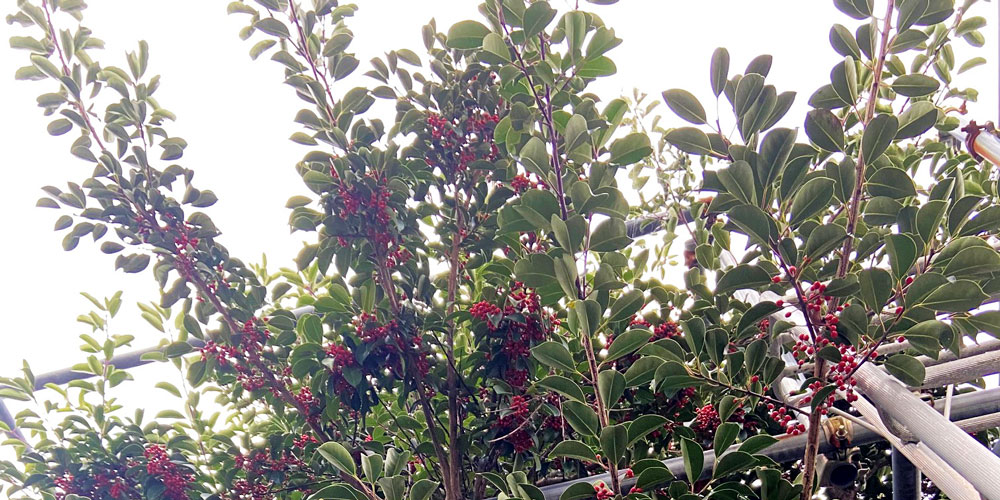 庭のクロガネモチ