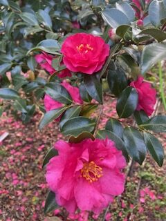 庭のサザンカの画像